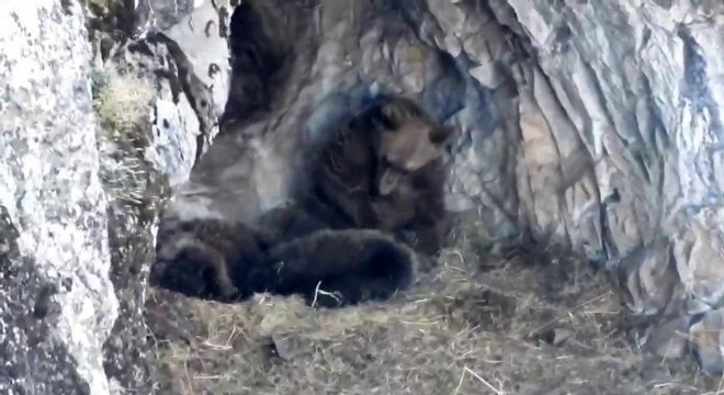 Kış uykusuna yatmaya hazırlanan ayı ailesi görüntülendi