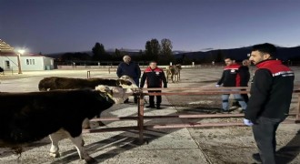 Erzincan canlı hayvan pazarı yeniden açıldı