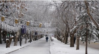 Soğuk havanın etkisiyle ağaçlar kırağı tuttu