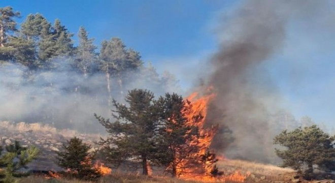 Şenkaya’da orman yangını